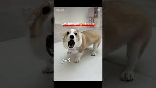 [쩰너자이저 웰시코기 쩰리] #강아지유치원 1일차  #강아지 #반려견 #강아지일상