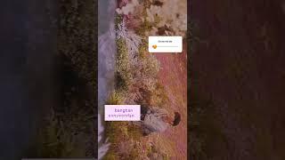 bts# bangtan sonyeondan #needursport #simranbtsarmy #btsmember  #kpopidol#subscribe #army #bighit