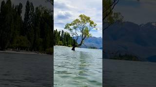 The most epic tree in the world : Wanaka Tree #travel #newzealand #thatwanakatree