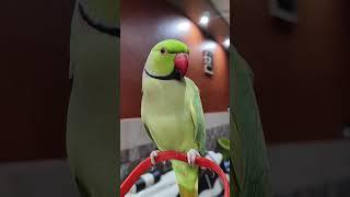 ️#talkingparrot #birds #funny #cute #parrot #talkingparot #nonstoptalkingparrot #cutebird