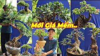 MR TRƯỜNG | #0939607312 | BONSAI ĐẸP GIÁ MỀM NGUYỆT QUẾ, DA NHẬT, KHẾ, ME, SAM GẠO, TRANG, VÚ SỮA...