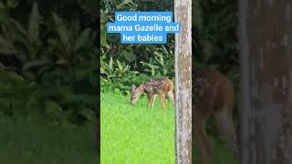 Good morning mama Gazelle and her babies  ️️️ #travel