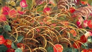 Miscanthus with Apple Tree, textile collage, Amanda Richardson Artist