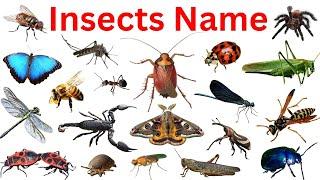 Insects Name | Insects | Insects Names in English | Names of the Insects | #educare #insects #insect