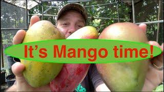 Three Ways to Grow Mango in Your Backyard