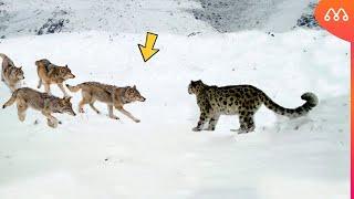 WOLVES ATTACK SNOW LEOPARD