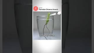 Parasite drowns insects