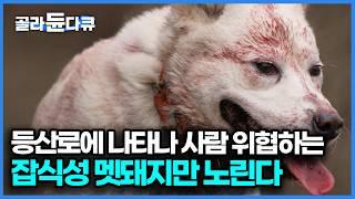 한라산 등산객을 두려움에 떨게 하는 300kg 잡식성 멧돼지 잡는 제주 견｜다큐프라임｜#골라듄다큐