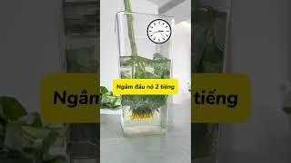 MẸO CHĂM HOA LÂU HƠN!!! #meohay #meocuocsong