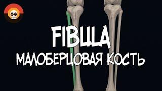 Малоберцовая кость (Fibula) 3D Анатомия