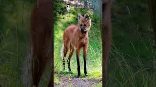 Wildlife Expert Shares Secrets of the MANED WOLF  #shorts #buzzbilt