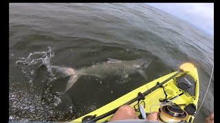Big Bend Tarpon Alligator Point (Tallahassee area)