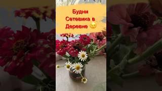 Будни сетевика в Деревне