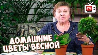 Март - начало активного роста комнатных растений  Домашнее цветоводство с HITSAD TV