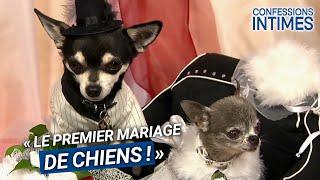 Le tout premier mariage de chiens ! 