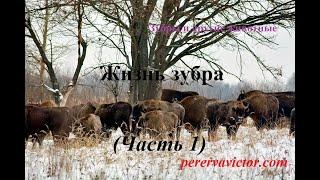 Жизнь зубра (часть 1)