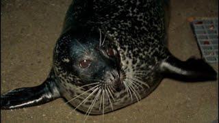 Stryker the seal predicts a frigid winter for Western New York