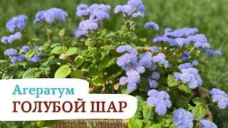 АГЕРАТУМ ГОЛУБОЙ ШАР #садыроссии #цветы #сад #дача #агератум