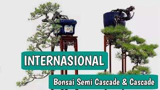 Inspirasi Bonsai gaya air terjun pengrajin internasional patut dipelajari