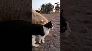 CAT PLAYS WITH SHEEP!!