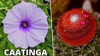 10 Plantas Brasileiras Mais INCRÍVEIS e CURIOSAS Nativas da CAATINGA