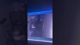 Orb or insect?