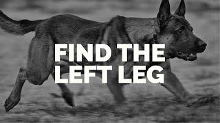 Michael Ellis and his Dog, Pi Demonstrating the Heeling Exercise "Find the Left Leg"