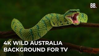 4K Australia & Wild Sounds | 4K Australia Relaxing Film | Australia Wildlife Animals ScreenSaver