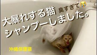 [沖縄保護猫]#2 ぼろぼろガリガリの猫さん大暴れ。臭すぎるので洗ってしまいました。虐待とか言わないで