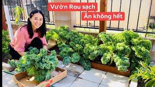 Thu Hoạch Cải Kale, Su Hào, Đậu Que Tím Vườn Nhà LeydenTV - Cuộc Sống Mỹ