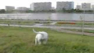 AMERICAN BULLDOG
