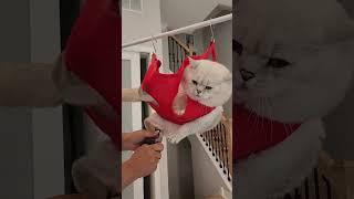 Clipping cat nails life hack gone wrong 
