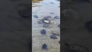 В природе всё взаимосвязано ,им не надо писать законы, коны. Всё вложено с рождения!!!