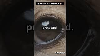 3 Interesting Facts About Dogs.  #facts #science #shorts #animals #viralvideo #viralshorts #new