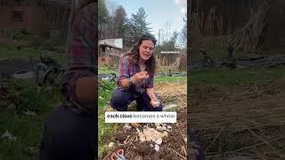 How to Plant and Grow Huge Organic Garlic: never buy Garlic at the store again!