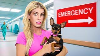 Our Dog's First Time to Emergency Room