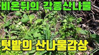약용식물동산-온통 산나물로덮인 텃밭모습