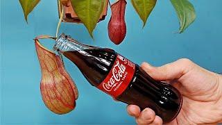 ¡Puse COCA COLA en una PLANTA CARNIVORA Nepenthes! ¿Qué va a pasar?