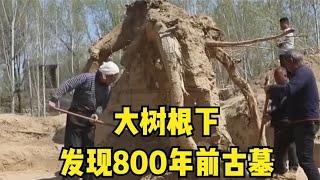 地里發現800年前古墓，自媒體人圍觀報到，考古隊也聞訊趕來挖掘 #胡八一探秘古墓 #古墓 #古墓挖掘 #歷史謎團 #兵馬俑的奧秘