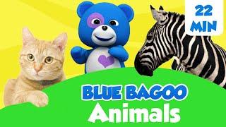 Animal Songs and Games | Blue Bagoo - English Kids Songs & Nursery Rhymes