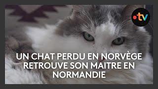 Un chat perdu en Norvège retrouve son maitre en Normandie