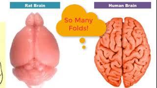 IB Biology Option A2 The Human Brain (SL)