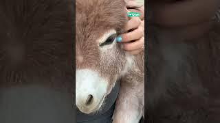  Adorable donkey loves cuddles #shorts