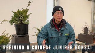 Refining a Chinese juniper bonsai