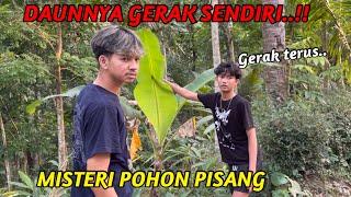 DAUNNYA GERAK SENDIRI..!! MISTERI POHON PISANG