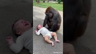 Baby and gorilla intimate moment#gorillababy #cute #animals #gorilla #baby