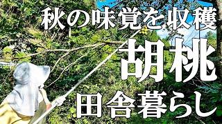 【木の実収穫】秋の味覚くるみを収穫！ 畑の獣害対策  みょうがの甘酢漬け  保護猫の成長  自然豊かな山奥暮らしの日々｜村暮らし｜移住｜料理【標高800mの田舎暮らし】