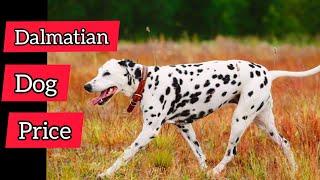 Dalmatian  dog Price in India 2021 | Dalmatian Dog puppy | Dalmatian dog puppy price