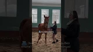 Воспитание молодой лошади без опыта 🫂 #лошадь #жеребенок #лошади #equestrian #жеребец #лошади