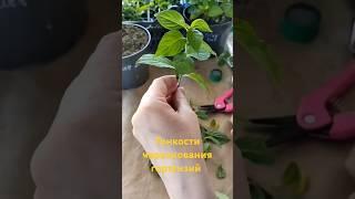 Зелёное черенкование  гортензии#саженцы#гортензии # почтой